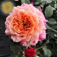 [Shop_huan_hoa_hong]Cây hoa hồng ngoại Miyabi siêu đẹp