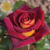 [Shop_huan_hoa_hong]Cây hoa hồng ngoại Dark Night huyền bí