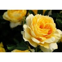 [Shop_huan_hoa_hong]cây hoa Hồng thân gỗ dáng tree Sunny antike