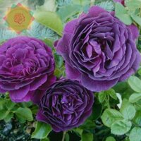 [Shop_huan_hoa_hong]Cây hoa hồng ngoại Ebb Tide Rose tím