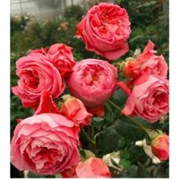 [Shop_huan_hoa_hong]cây hoa Hồng ngoại summer Fireworks cây nguyên bản