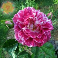 [Shop_huan_hoa_hong]Cây hoa hồng ngoại Let's Celebrate (bụi) tím sọc kiêu sa