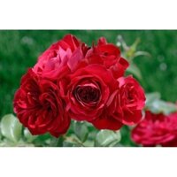 [Shop_huan_hoa_hong]Cây hoa hồng bụi Monalisa - bầu to cây lớn trưởng thành