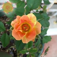 [Shop_huan_hoa_hong]Cây hoa hồng ngoại Pur Caprice Nam Phi (bụi) tăc kè lộng lẫy