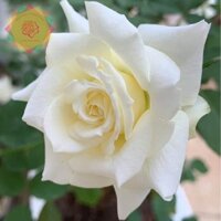 [Shop_huan_hoa_hong]Cây hoa hồng ngoại John Paul II trắng (bụi) - chậu to cây trưởng thành