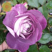 [Shop_huan_hoa_hong]Cây hoa hồng ngoại Society tím cực thơm