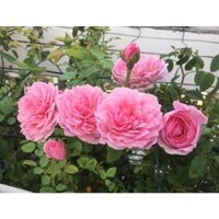 [Shop_huan_hoa_hong]Cây hoa hồng ngoại Spirit Of Freedom (Leo)