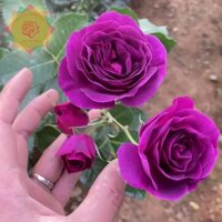 [Shop_huan_hoa_hong]Cây hoa hồng ngoại Minerva tím đậm đà (Leo)