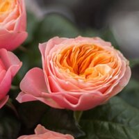 [Shop_huan_hoa_hong]Cây hồng vuvuzela thân gỗ dáng tree cao