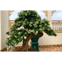 [Shop_huan_hoa_hong]CÂY NGUYỆT QUẾ LÙN hoa thơm tứ thì - phôi bonsai