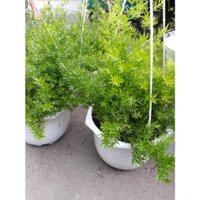 [Shop_huan_hoa_hong]CÂY THIÊN MÔN ĐÔNG- chậu cây to đẹp