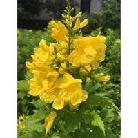 [Shop_huan_hoa_hong]COMBO 03 cây giống HOA CHUÔNG VÀNG
