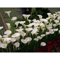 [Shop_huan_hoa_hong]combo 3 CỦ GIỐNG HOA RUM TRẮNG CỰC ĐẸP, hoặc mixx đủ màu tùy chọn CỦ XỊN - CGHRT