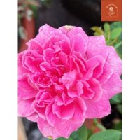 [Shop_huan_hoa_hong]Hoa hồng leo Tường Vi cây Hồng Tường Vy có thể cho hoa nhiều, hoa to nhiều cánh, siêu thơm