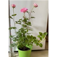 [Shop_huan_hoa_hong]hoa Hồng bevely ngọt ngào-bầu to cây lớn trưởng thành