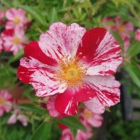 [Shop_huan_hoa_hong]Hoa hồng ngoại Kaze Hanabi bụi