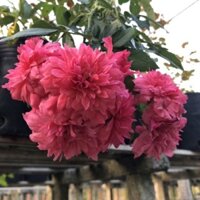 [Shop_huan_hoa_hong]Hoa hồng đỏ Rosarium, hồng ngoại, hồng leo, thân gỗ, nguyên bản