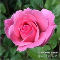 [Shop_huan_hoa_hong]Hoa hồng ngoại Queen Elizabeth leo hồng
