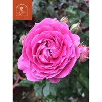 [Shop_huan_hoa_hong]Hoa hồng bụi Misty Bubbles bền hoa lặp nhanh