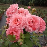 [Shop_huan_hoa_hong]Hoa hồng Nhật Corail Gelee Rose - màu cam cá hồi
