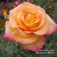 [Shop_huan_hoa_hong]Hoa hồng ngoại Gold Medal hai màu cực đẹp