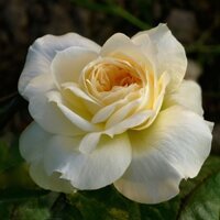 [Shop_huan_hoa_hong]Hoa hồng Tchaikovsky Rose - hồng bụi, màu trắng kem, hoa thơm