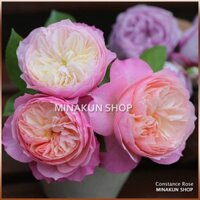 [Shop_huan_hoa_hong]Hoa hồng ngoại Constance Rose ( bụi - dòng hoa cắt cành ) cực đẹp
