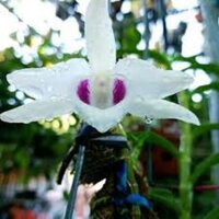 [Shop_huan_hoa_hong]LAN ĐỘT BIẾN - Phi điệp ĐỘT BIẾN 5 cánh trắng THÁI NGUYÊN - Hàng var, hoa cực đẹp cực hiếm gieo hạt