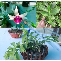 [Shop_huan_hoa_hong]LAN ĐỘT BIẾN - Phi điệp ĐỘT BIẾN 5 cánh trắng VÕ TÒNG - Hàng var