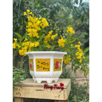 Sỉ 10 cái chậu nhựa lục giác in hoa lùn (miệng 31cm x 22cm)