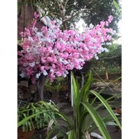 Sỉ 10 cành hoa anh đào chùm lụa [ẢNH THẬT]-Làm cây hoa đào giả trang trí decor ngày TẾT/sự kiện siêu đẹp, chân thực