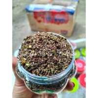 Sỉ 10 lọ chẳm chéo khô