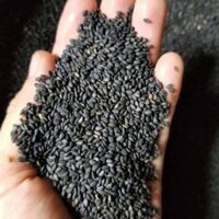 [SỈ] 10KG Mè đen (Vừng đen) Sạch Tự Nhiên Không Chất Bảo Quản _ mè đen giá sỉ _ mè đen giá rẻ _ _ mè việt giá sỉ