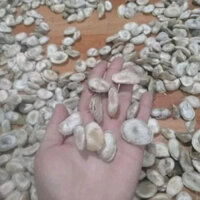 Sỉ 1kg hạt sang rừng hạt sành già lõi trắng TayBac21