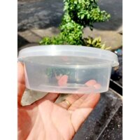 SỈ 50 HŨ ĐỰNG SLIME bẹt tròn toru_slime