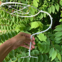 [Sỉ] 50 khung bonsai hoa mười giờ dấu hỏi