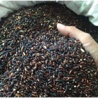 Sỉ 5kg Gạo Nếp Cẩm , Gạo Nếp Cẩm Dẻo Thơm, Nếp Cẩm Nấu Xôi, Sữa Chua Thơm Ngon Bổ Dưỡng