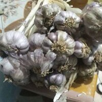 Sỉ 5kg Tỏi tím ta còn cuống khô