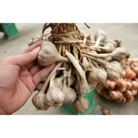 Sỉ 5kg Tỏi tím ta còn cuống khô