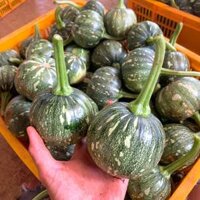 Sỉ bí non 4k giá tận vườn đà lạt