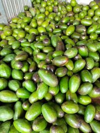 Sỉ bơ sáp đăk lăk