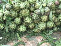 Sỉ bông atiso tươi loại 1 120k, loại 2 85k/kg