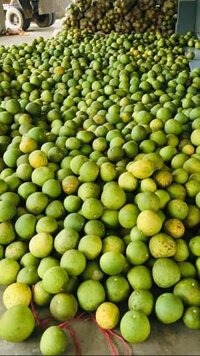 Sỉ bưởi đoan hùng 7k