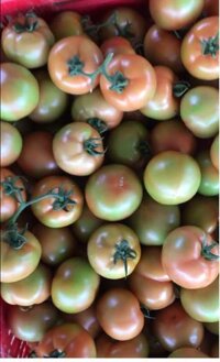 Sỉ cà chua đà lạt