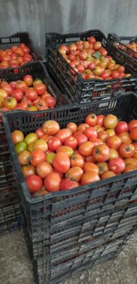 Sỉ cà chua đà lạt