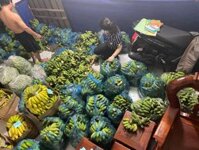 Sỉ các loại chuối (chuối già hương, chuối laba, chuối xiêm, chuối cau) từ 12k