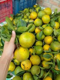 Sỉ cam xoàn lai vung 19k