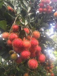 Sỉ chôm chôm thường long khánh đồng nai