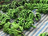 Sỉ chuối cau 7.5k chuối chà bột 7k chưa cước