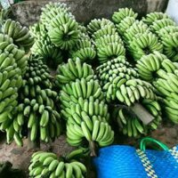 Sỉ chuối laba đà lạt 7k/kg